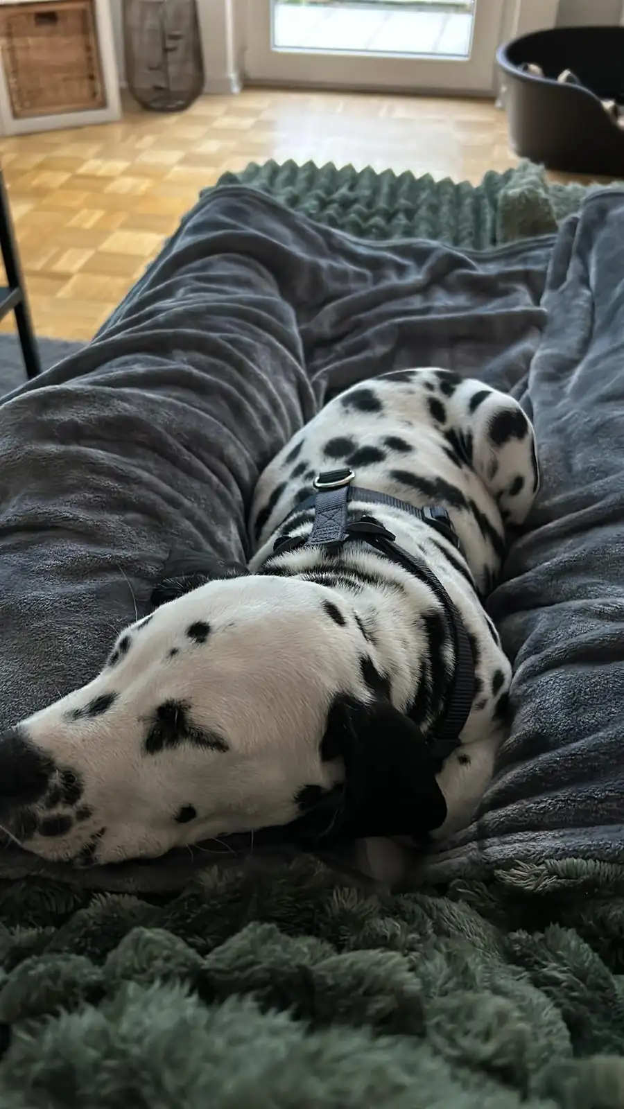 DEODAT liegt zusammengerollt auf der Couch