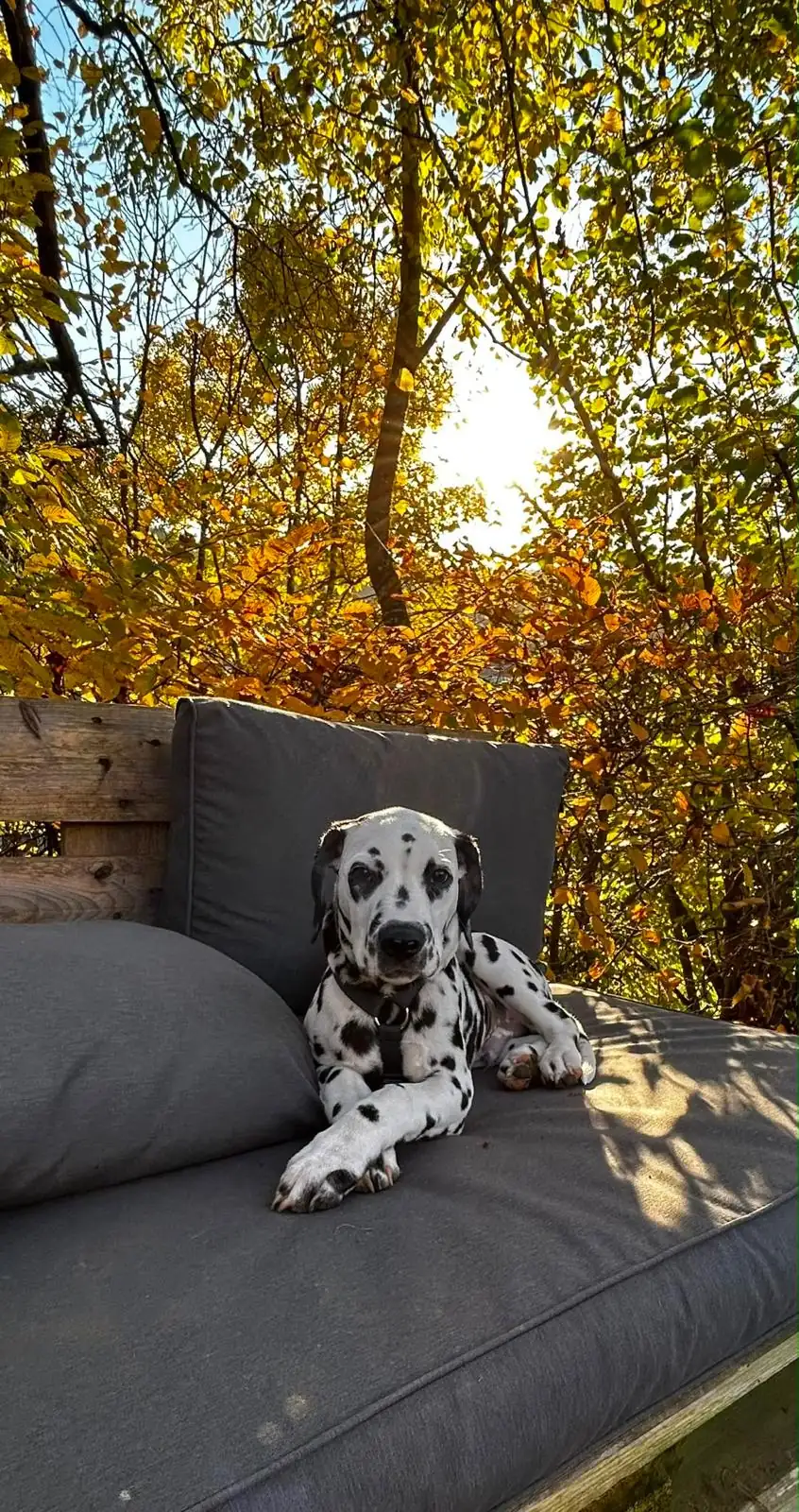 DEODAT im warmen Herbstlicht