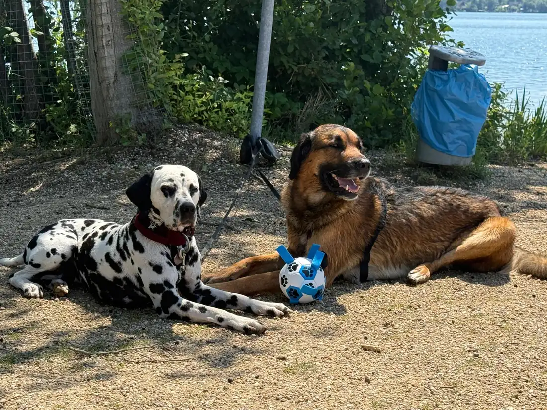 DEODAT liegt neben einem Hundefreund