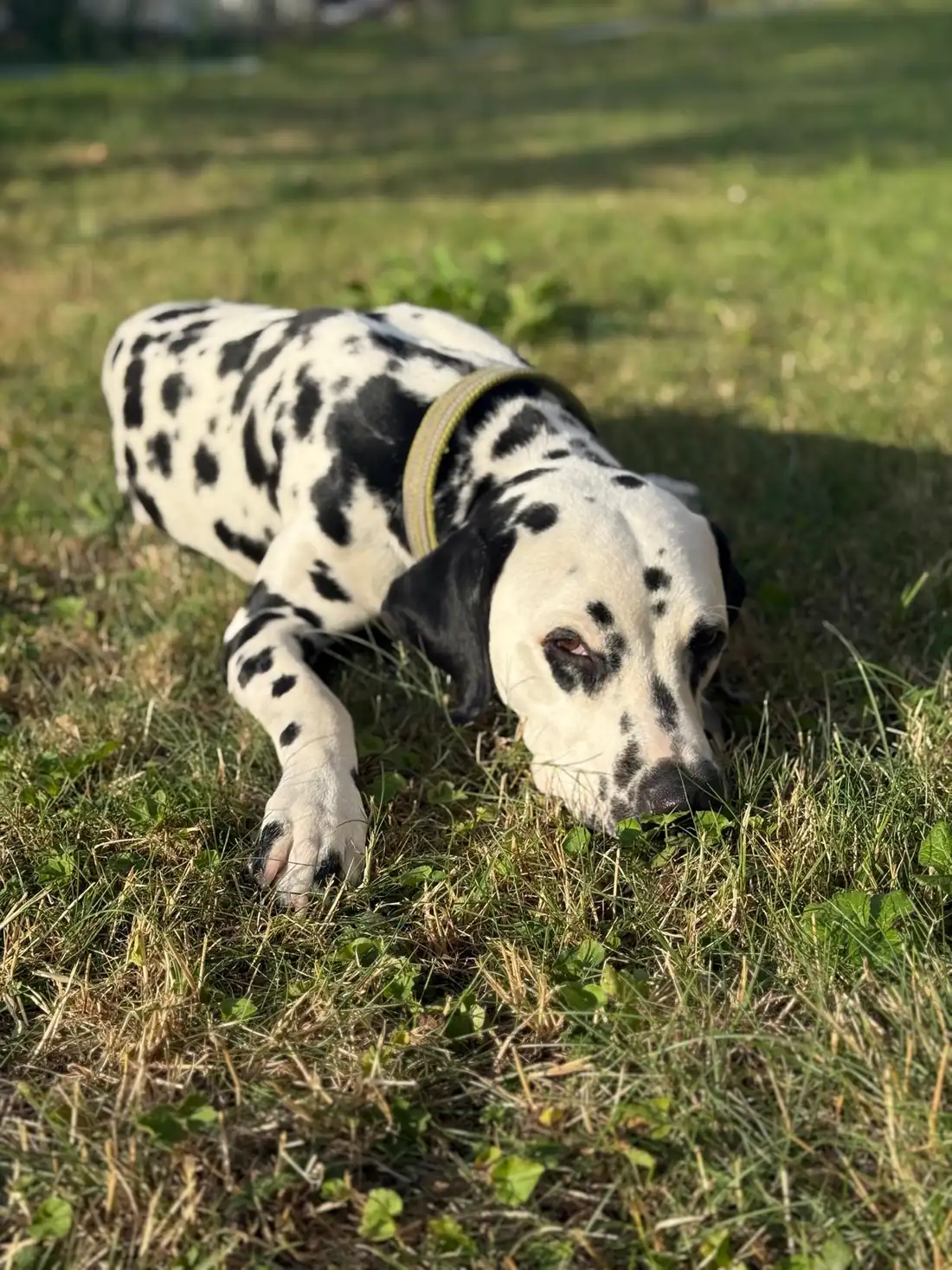 DEODAT liegt entspannt im Gras