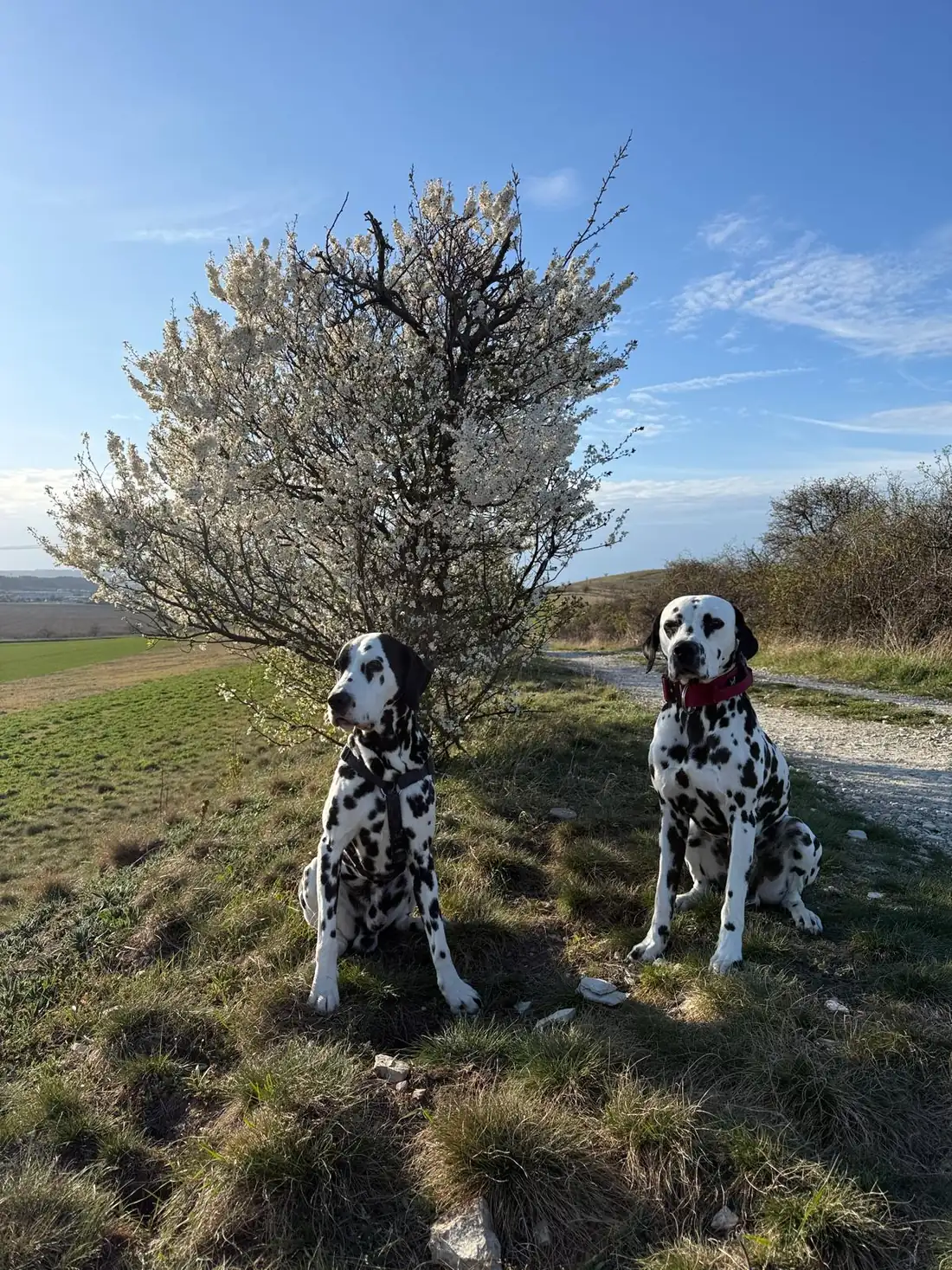 DEODAT und Nick unter einem Baum