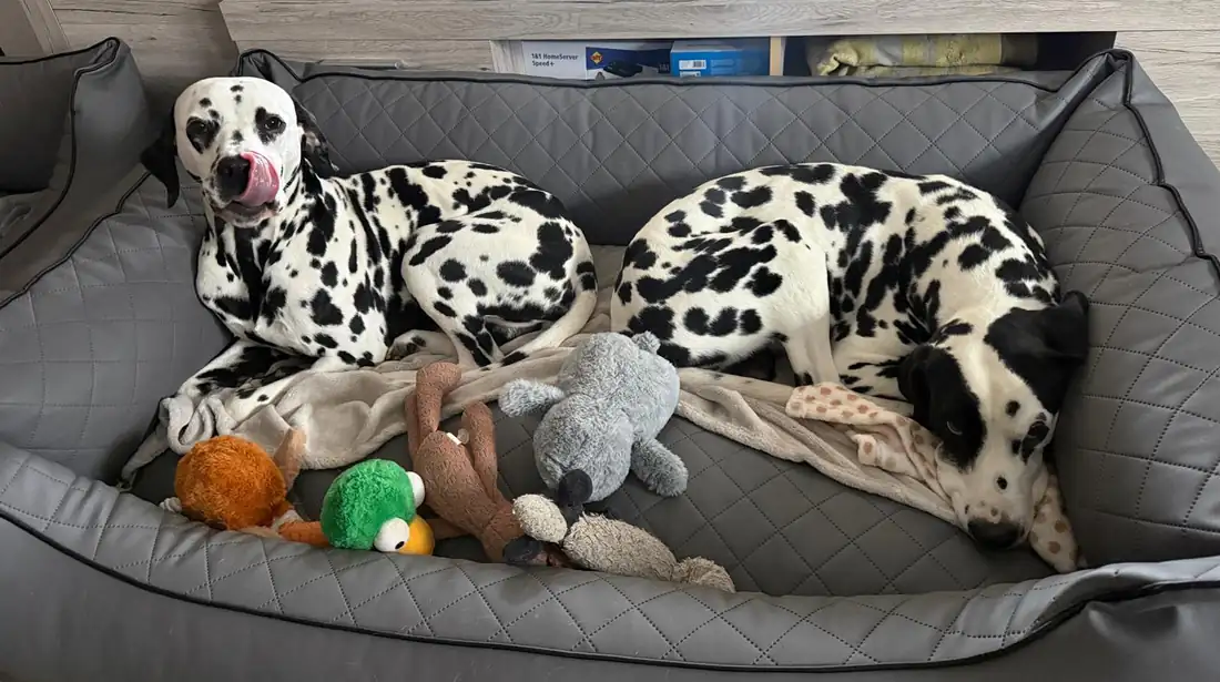 DEODAT und Nick zusammen im Hundebett