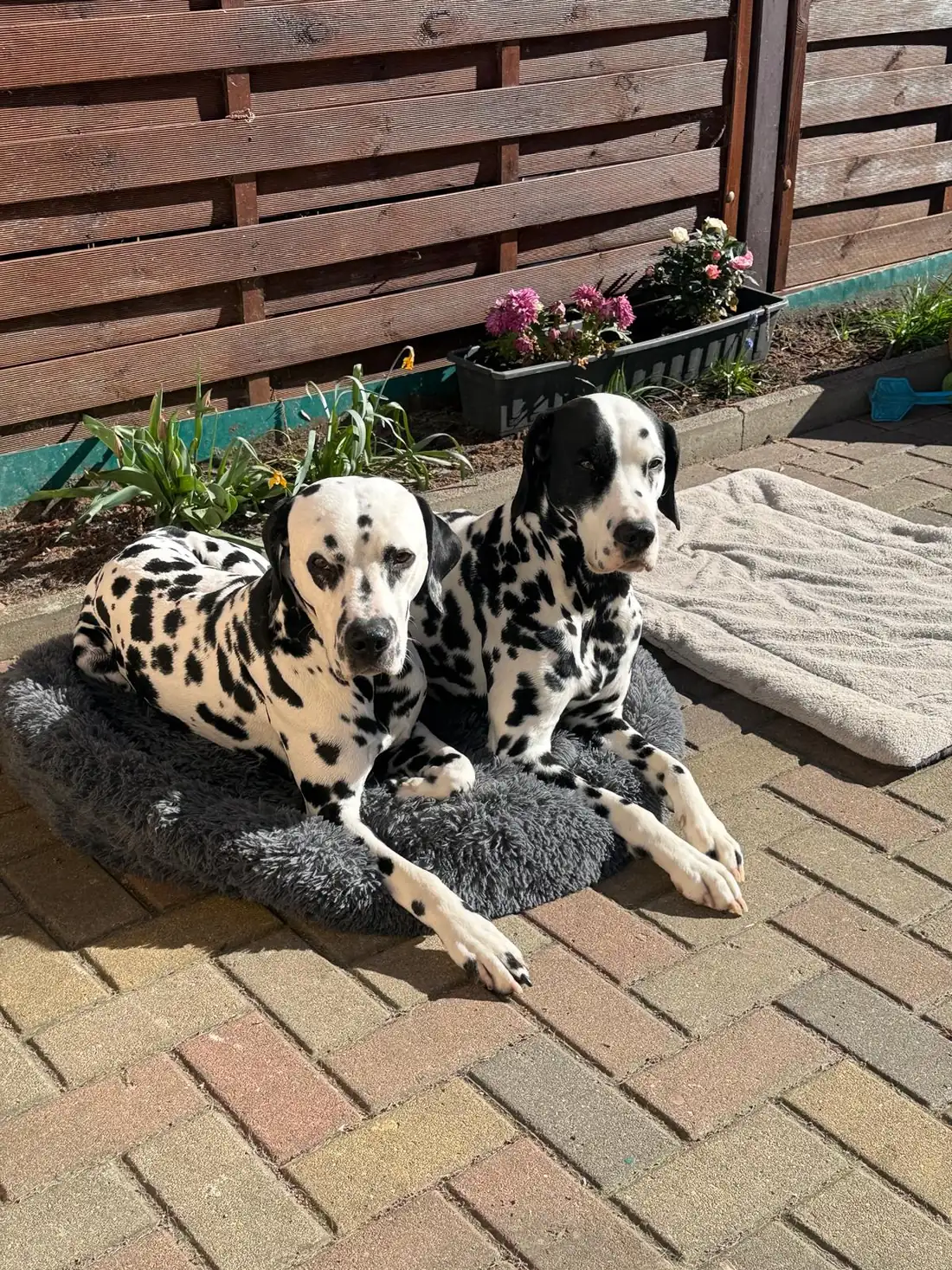 DEODAT und Nick liegen auf der Terrasse