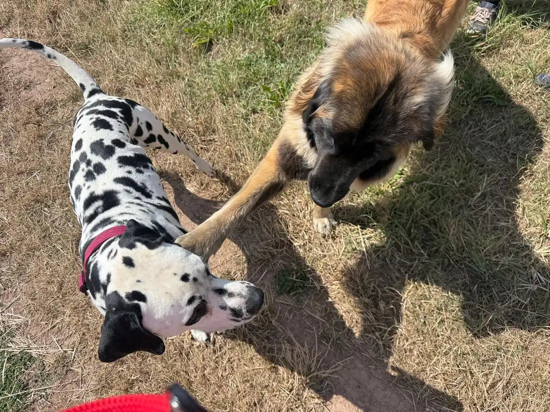 DEODAT beim Spiel mit einem Hundefreund