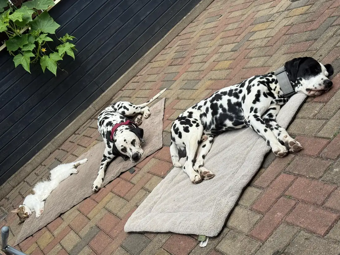 DEODAT, Nick und die Katze auf der Terrasse