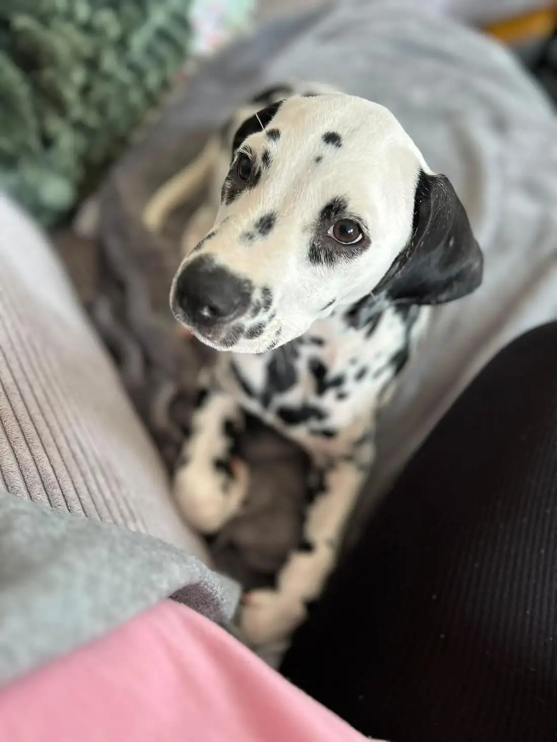 DEODAT als Welpe beim Kuscheln